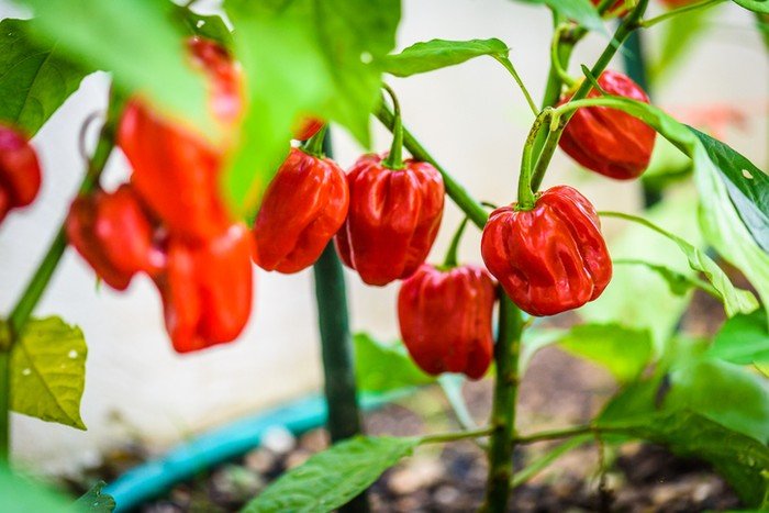 Inilah Dia ke 7 Cabe terpedas Didunia Menurut Guinness of Record