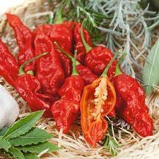Ghost Pepper
